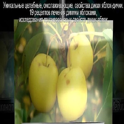 Дикие яблоки, уникальные целебные. 19 рецептов народной медицины (2016) WEBRip