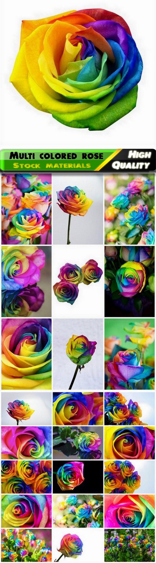 Beautiful flower is multi colored rainbow rose - 25 HQ Jpg
