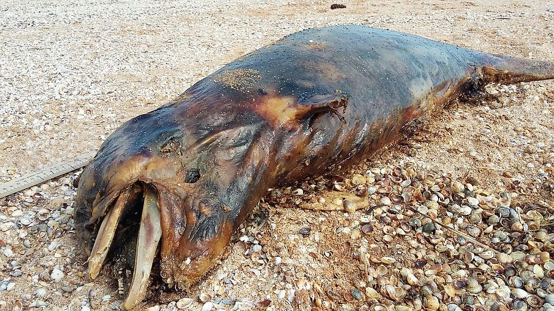 В Крыму на берег выбросило более 50 убитых дельфинов [фото]