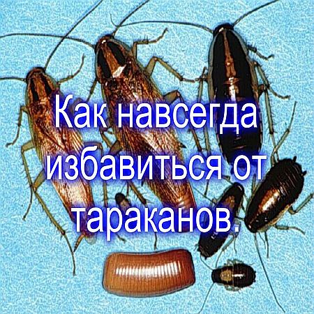 Как избавиться от тараканов в домашних условиях НАВСЕГДА (2016) WEBRip