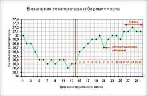 Базальная температура при беременности - график, как измерить