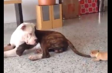Крошечный щенок попытался откусить хвост большому псу (видео)