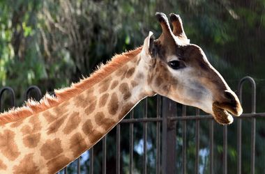 В соцсетях разгорелся странный спор: как жирафам правильно носить галстук
