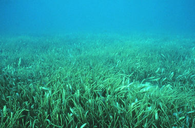 Интересное открытие: ученые обнаружили морских "пчел", которые опыляют подводную траву
