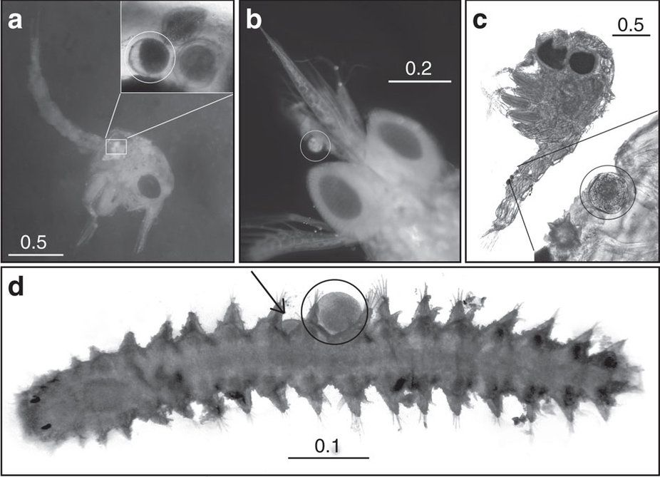 Интересное открытие: ученые обнаружили морских "пчел", которые опыляют подводную траву